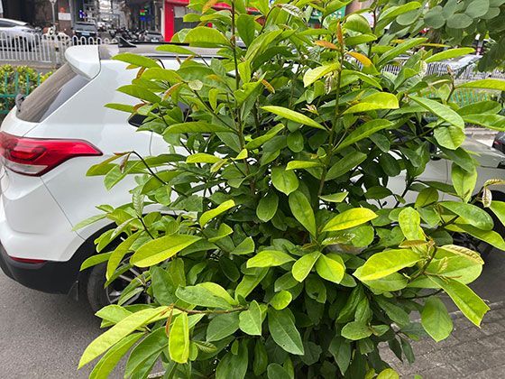 植物蛋白预制菜兴起，其食品安全标准与传统肉类有何不同？