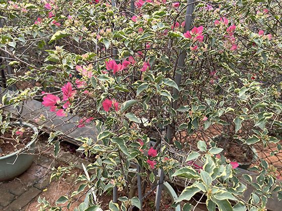 2026年新房装修后，如何科学有效降低室内甲醛浓度保障家人健康？