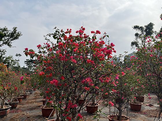 平台判定AI辅助创作的内容为原创，其具体依据是什么？