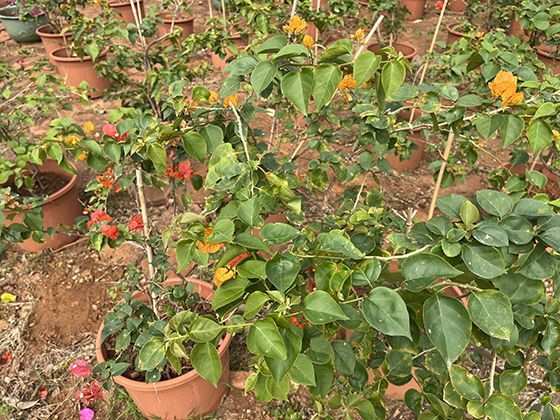 从长期视角看，影响一种货币购买力及其汇率的核心因素通常包括哪些方面？