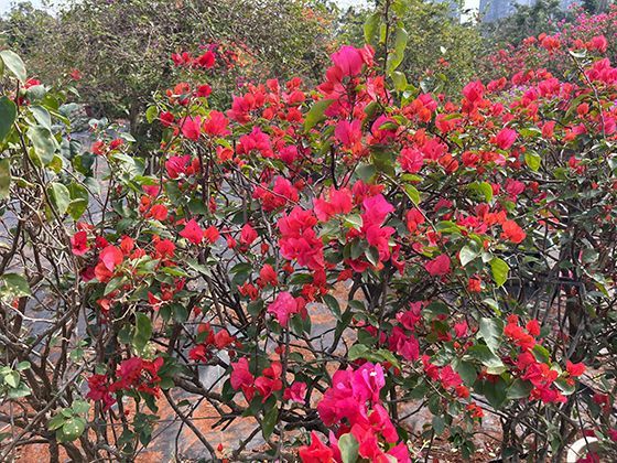 网上购药时，如何使用医保个人账户进行在线支付和报销？