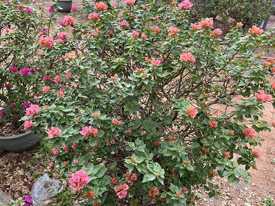 科学家正在研究的人造腮或体外供氧系统，能否成为下一代呼吸方式？