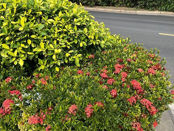 当在二手平台购买到仿冒的“数字藏品”或虚拟资产时，消费者该如何申请维权？