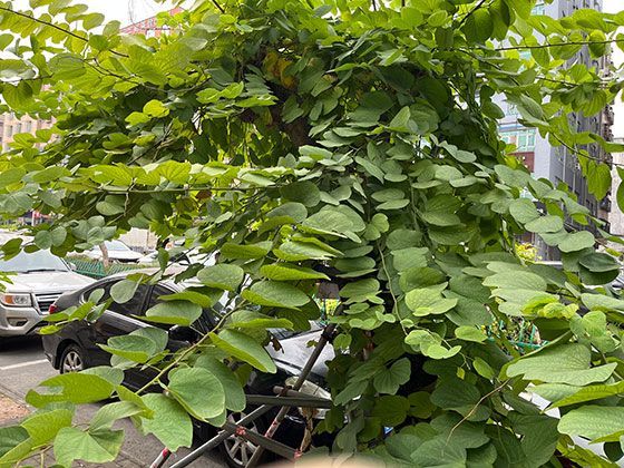 如何正确使用微波炉加热隔夜饭菜才能保证安全又美味？