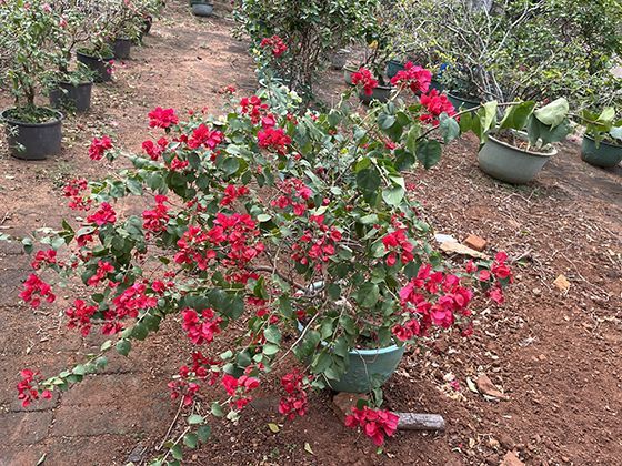 无人机飞行中突然失控下坠，可能由哪些技术故障导致？