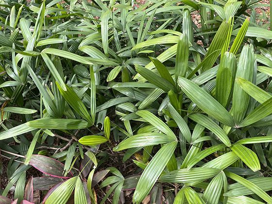 如何利用手机应用与智能设备，让春节返乡旅途更便捷？