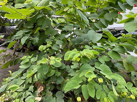 如果我不在了，我的社交媒体账号和里面的记忆会怎么处理？