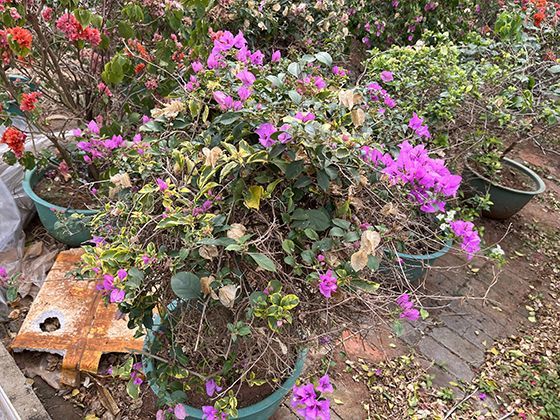 新能源车补贴退坡后，车企推出的保价政策是否值得信赖？