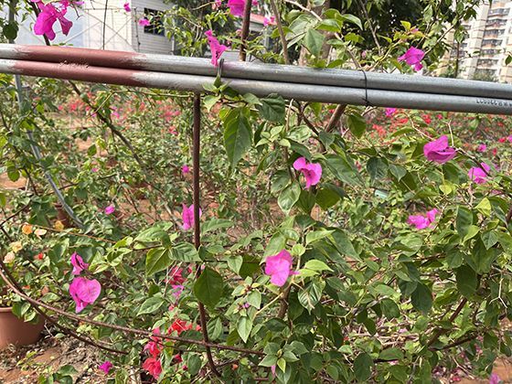 如何利用废弃的塑料瓶为阳台园艺制作自动浇水系统？