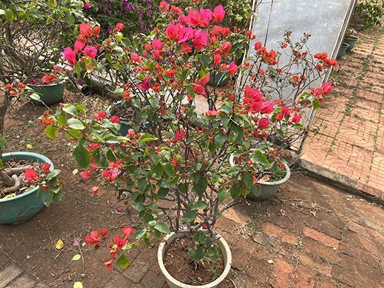 哪些常见的鞋面材质可能导致闷脚或摩擦起水泡？