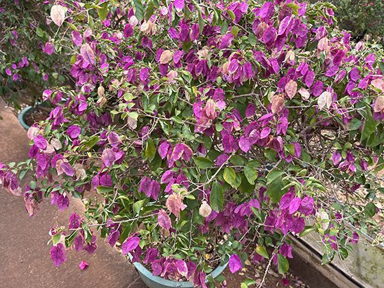 新兴的“零浪费”生活理念在食材储存方面有哪些实用技巧？