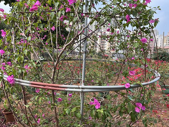 每月的“其他扣费”金额浮动，可能是什么原因导致的？